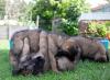 images/T-Wurf/T-Wurf Wo 9/3S8A2949-Bearbeitet.jpg